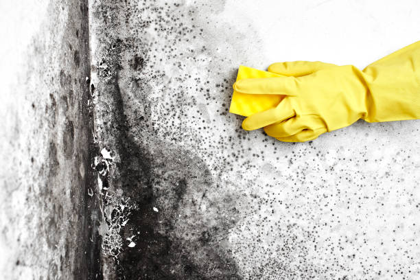 River Rouge, MI Mold Removal Company